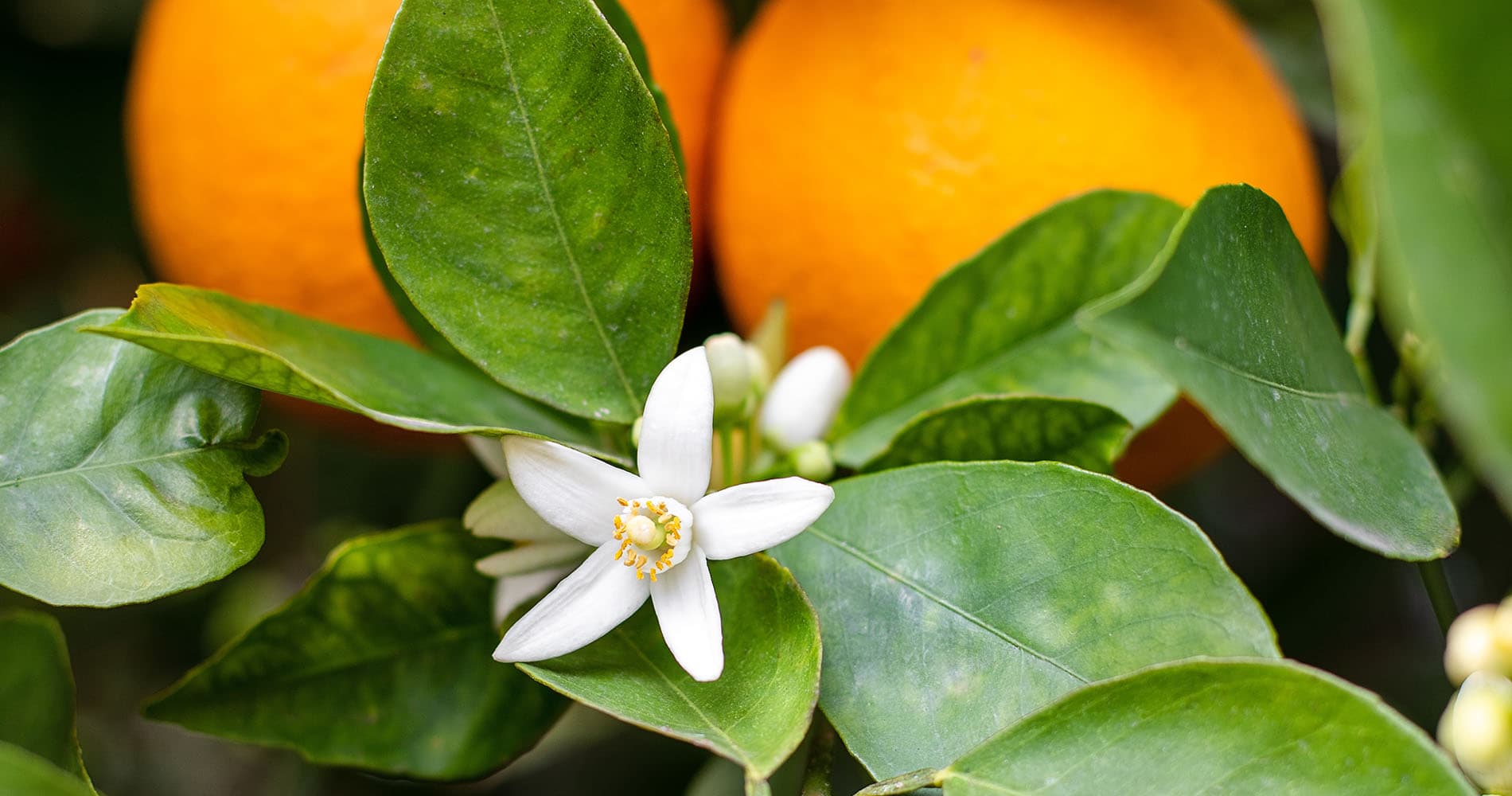 Neroli 1a